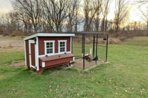 overez chicken coup