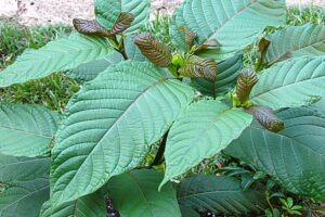 kratom tea