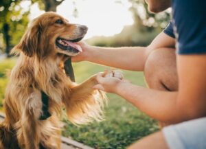 cbd dog treats