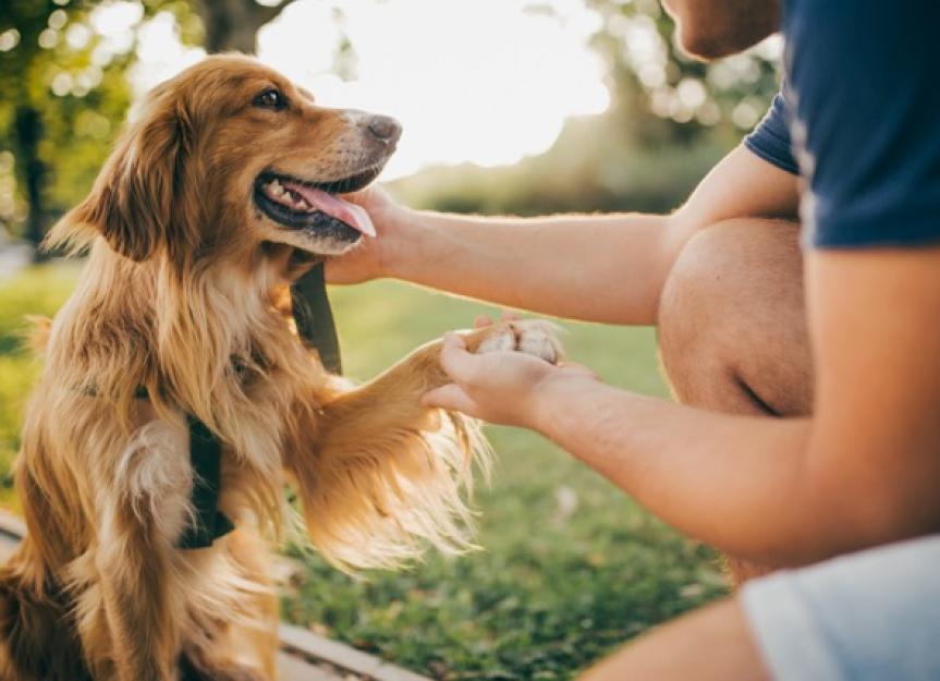 Pawsitively Calm: Unveiling the Soothing Effects of CBD Dog Treats